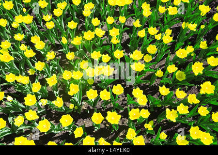 helle und schöne gelbe Sommerblumen Stockfoto