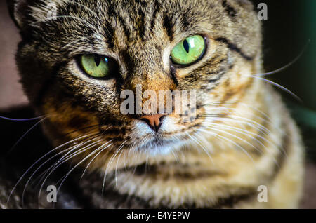 Porträt von Green-Eyed cat Stockfoto