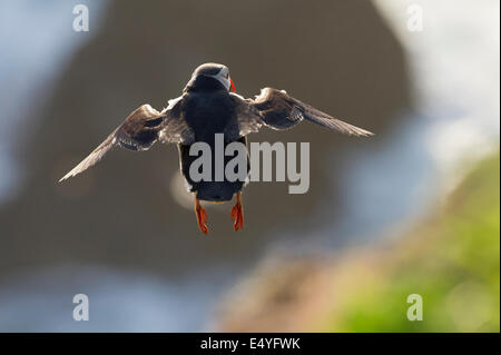 Ein Papageitaucher (Fratercula Arctica) im Flug. Stockfoto