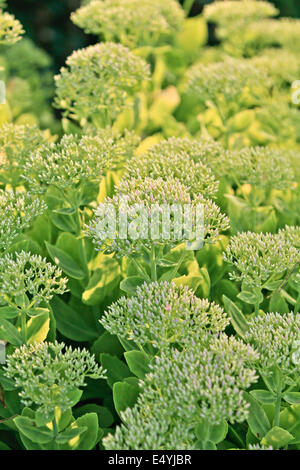 Sedum spectabile Stockfoto