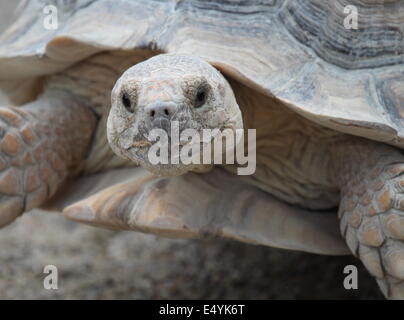 Spornschildkröte Stockfoto