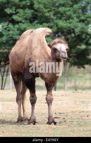 Kamel stehend in der Natur Stockfoto