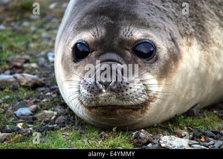 Walfänger Basis Grytviken, Südgeorgien Stockfoto