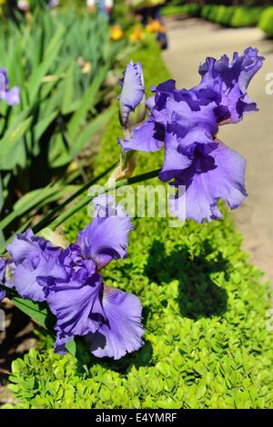 Wunderschöne violette Iris im Garten, Stockfoto