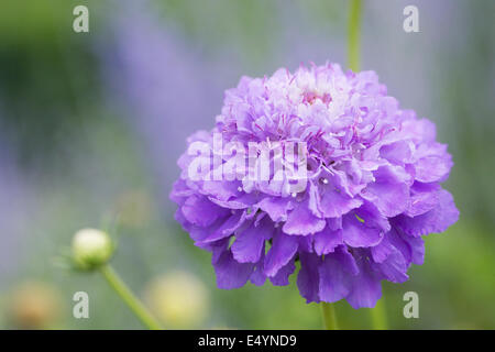 Scabiosa 'Oxford Blue'. Witwenblume Blüte hautnah. Stockfoto