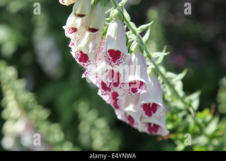 Digitalis Purpurea "PAMS Choice" Stockfoto