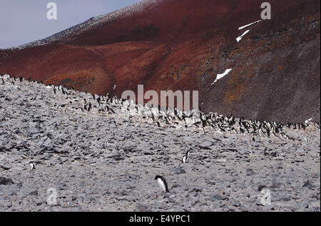 Pinguine, Paulet Island, Antarktis Stockfoto