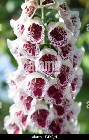 Digitalis Purpurea "PAMS Choice" Stockfoto