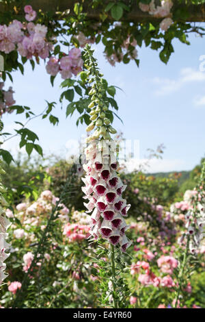 Digitalis Purpurea "PAMS Choice" Stockfoto