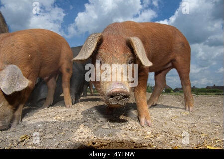 Oxford Sandy und schwarze Schweine, gehalten im Inland wegen ihres Fleisches für Lebensmittel, diese seltene Rasse Schweine entstand in Oxfordshire.a UK-Bauernhof Stockfoto