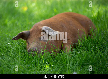 Oxford Sandy und schwarze Schweine, gehalten im Inland wegen ihres Fleisches für Lebensmittel, diese seltene Rasse Schweine entstand in Oxfordshire.a UK-Bauernhof Stockfoto