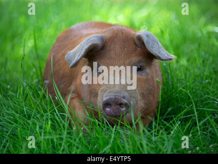 Oxford Sandy und schwarze Schweine, gehalten im Inland wegen ihres Fleisches für Lebensmittel, diese seltene Rasse Schweine entstand in Oxfordshire.a UK-Bauernhof Stockfoto