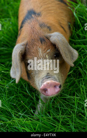 Oxford Sandy und schwarze Schweine, gehalten im Inland wegen ihres Fleisches für Lebensmittel, diese seltene Rasse Schweine entstand in Oxfordshire.a UK-Bauernhof Stockfoto