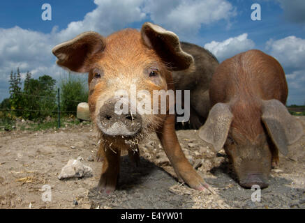 Oxford Sandy und schwarze Schweine, gehalten im Inland wegen ihres Fleisches für Lebensmittel, diese seltene Rasse Schweine entstand in Oxfordshire.a UK-Bauernhof Stockfoto