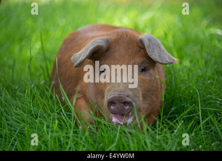 Oxford Sandy und schwarze Schweine, gehalten im Inland wegen ihres Fleisches für Lebensmittel, diese seltene Rasse Schweine entstand in Oxfordshire.a UK-Bauernhof Stockfoto