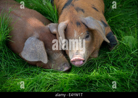 Oxford Sandy und schwarze Schweine, gehalten im Inland wegen ihres Fleisches für Lebensmittel, diese seltene Rasse Schweine entstand in Oxfordshire.a UK-Bauernhof Stockfoto