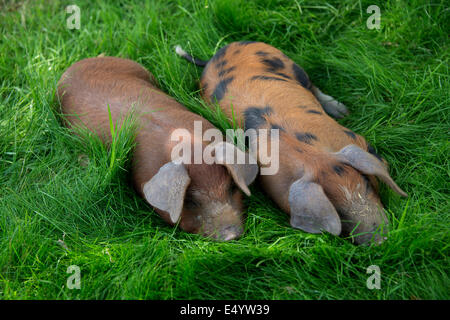 Oxford Sandy und schwarze Schweine, gehalten im Inland wegen ihres Fleisches für Lebensmittel, diese seltene Rasse Schweine entstand in Oxfordshire.a UK-Bauernhof Stockfoto