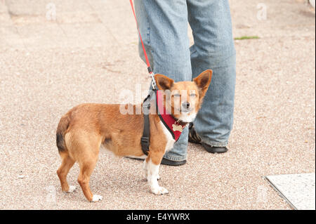 In der Regel ein Hund ist gelangweilt und schaut sich um, während angebunden, um eine Blei-Besitzer steht beobachten andere Ereignisse, die, wer is watching Stockfoto