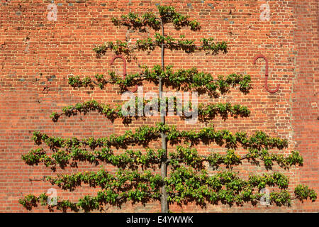 Obstbaum ausgebildet auf Ziegelmauer Stockfoto