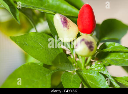 Paprika Pflanze Closeup drinnen Stockfoto