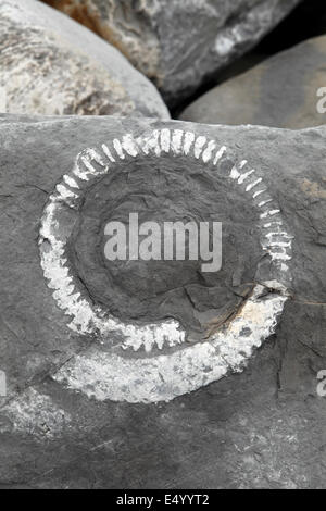 Fossil in Felsen, Nummer 9 Stockfoto