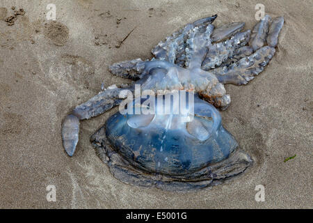 Große Fass Quallen am Strand angespült. Westwales. Stockfoto