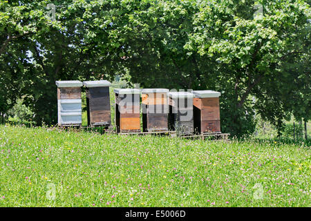 Bienenstöcke in Wiesen. Hölzerne Bienenstöcke auf Wiese Stockfoto