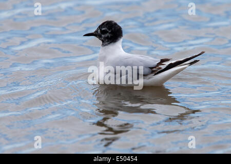 Eine Sub-adult kleine Möwe schwimmen an der Titchwell RSPB Reserve, Norfolk, Großbritannien. Stockfoto