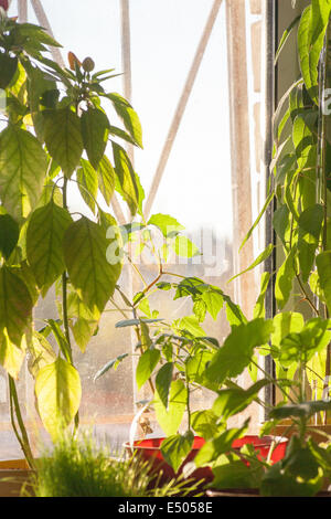 Grünen Topfpflanzen auf Fensterbank innen Stockfoto