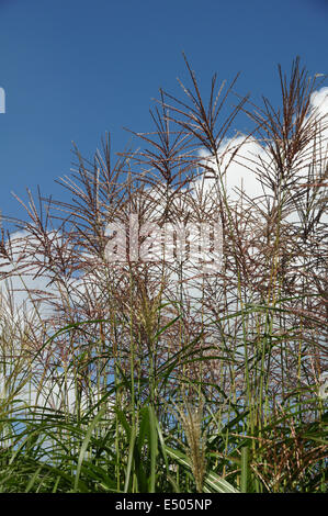 Chinesische Silvergrass Stockfoto