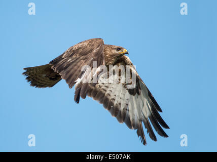 Mäusebussard im Flug Stockfoto