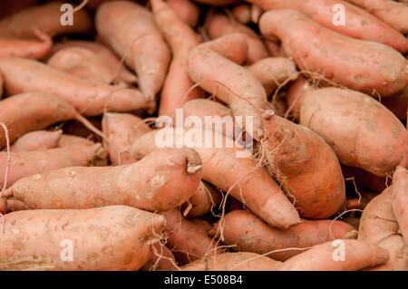 Süßkartoffeln auf einem Bauernhof-display Stockfoto