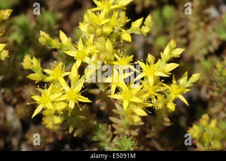 Goldmoss Mauerpfeffer Stockfoto