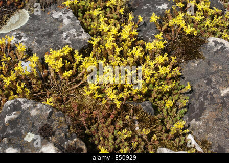 Goldmoss Mauerpfeffer Stockfoto