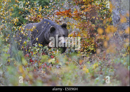 Europäische braune Bär Stockfoto