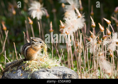 Ein Little Chipmunk auf einem Felsen knabbert gelbe Dryad-Samenköpfe und ist umgeben von den weniger begehrten Pflanzenteilen in Kananaskis, Alberta, Kanada. Stockfoto