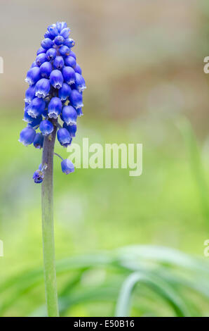 Grape Hyacinth Makro Stockfoto