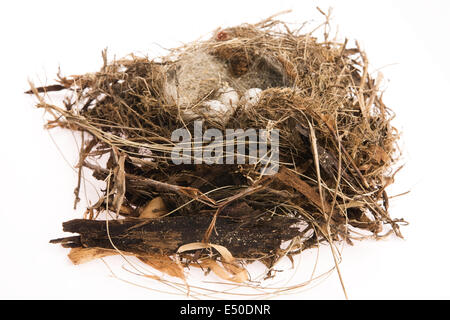 Detail der Vogeleier im nest Stockfoto