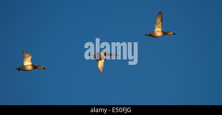 Tafelenten Enten fliegen Stockfoto