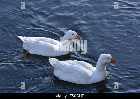 Weiße Gänse Stockfoto