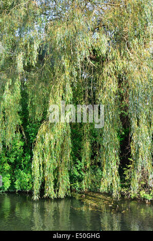 Willow tree Stockfoto