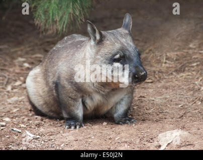 einheimischen australischen Wombat Stockfoto