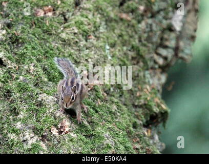 Streifenhörnchen auf einem Baum Stockfoto