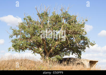 Einsamer Baum Stockfoto