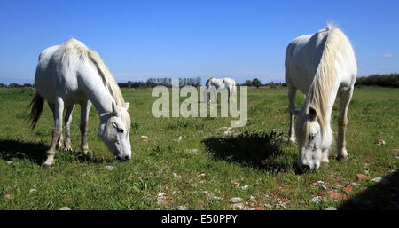 Pferde in der Camargue, Frankreich Stockfoto