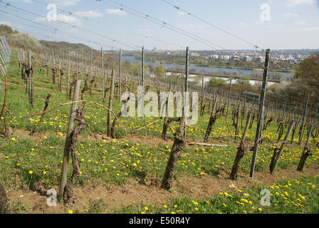 Rebe-Hof Stockfoto