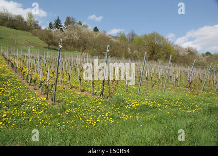 Rebe-Hof Stockfoto