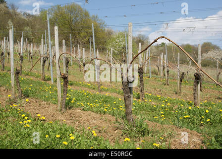 Rebe-Hof Stockfoto