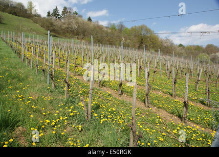 Rebe-Hof Stockfoto