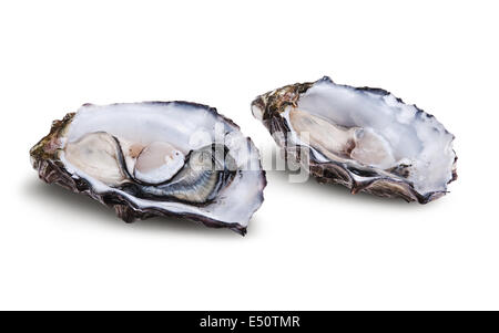 Frisch geöffnete Austern Stockfoto